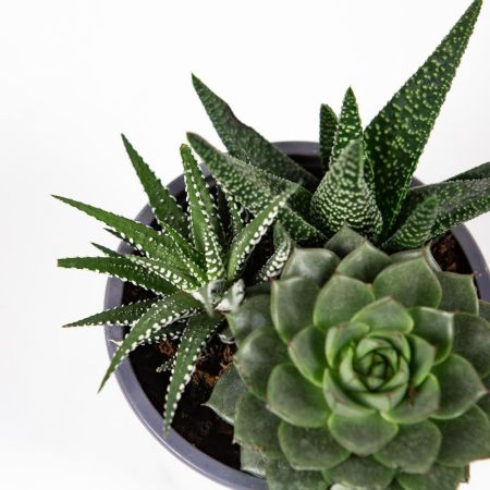 Суккулент ТРИО микс Succulenten trio mix р12