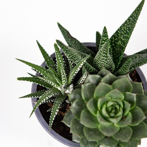 Суккулент ТРИО микс Succulenten trio mix р12