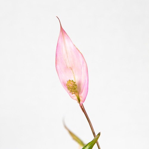 Спатифиллум Беллини Spathiphyllum Bellini 45/13