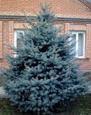Ель колючая ф. голубая Picea pungens f. glauca 2л