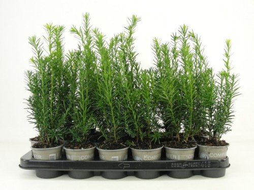 Тис средний Taxus media Hicksii р9 (Н)