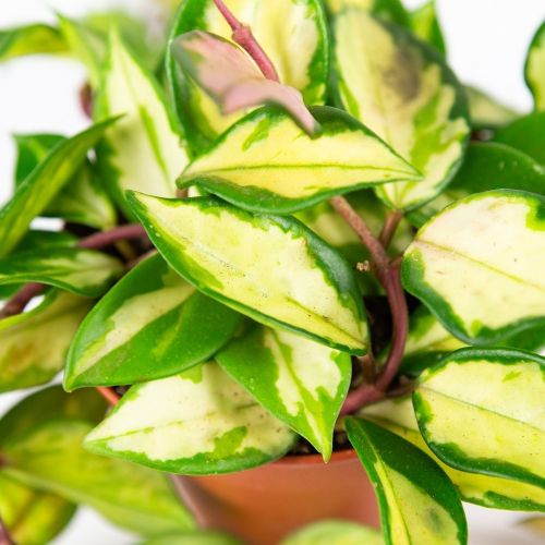 Хойя мясистая Триколор Hoya carnosa Tricolor 15/12 (Н)