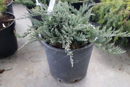 Можжевельник горизонтальный Вилтони Juniperus horizontalis Wiltonii 10л (ЗК)