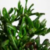 Крассула (толстянка) микс Crassula mix 38/23