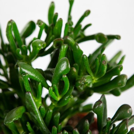 Крассула (толстянка) микс Crassula mix 38/23