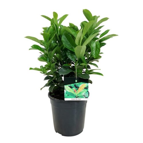 Лавровишня лекарственная Prunus laurocerasus Green Torch с10