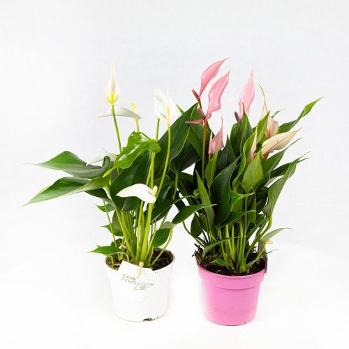 Антуриум Андре Лилли Anthurium andraeanum Lilli White 3+ 30/9 (Н)