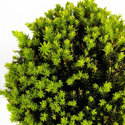 Тис ягодный ШАР с20 d30/35 Taxus baccata PALLA (И)