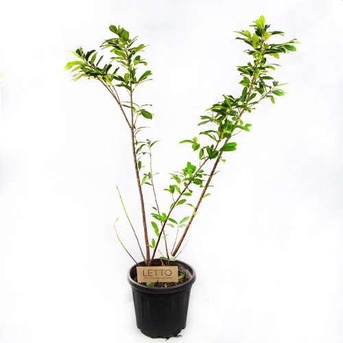 Лавровишня лекарственная Prunus laurocerasus Novita с7 (И)