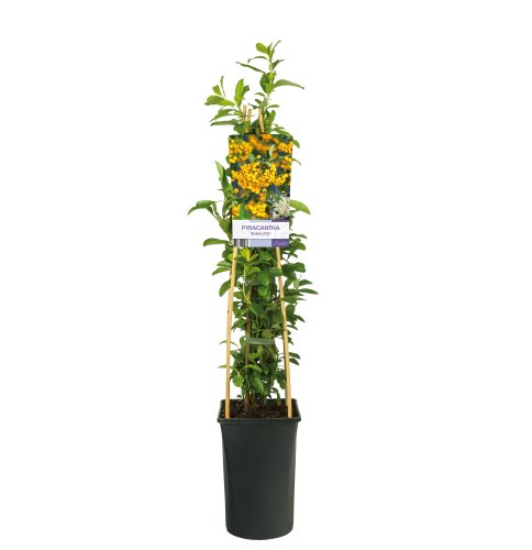 Пираканта Soleil d'or с10 Pyracantha