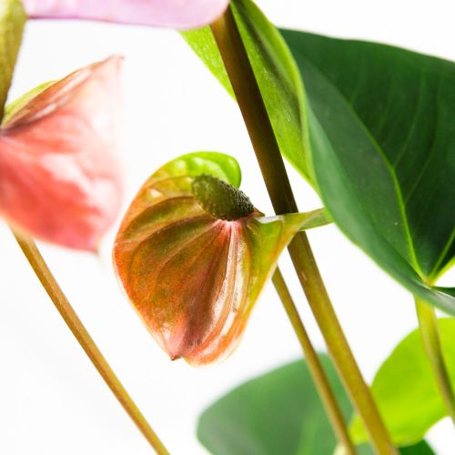 Антуриум Андре Кавалли микс Anthurium andraeanum Cavalli mix 4+ 50/14 (Н)