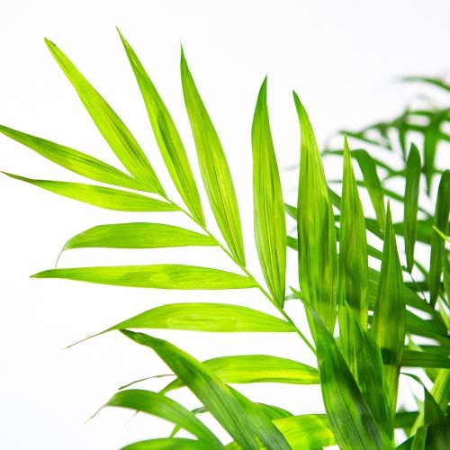 Хамедорея изящная Chamaedorea elegans 50/17 (Н)