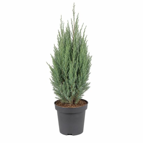 Можжевельник скальный Juniperus scopulorum Moonglow с3 30/50(Дин)