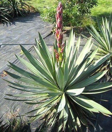 Юкка славная Yucca gloriosa 10л (И)
