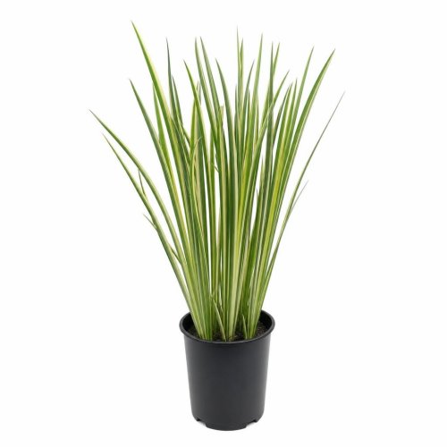 Аир болотный Вариегата Acorus calamus Variegatus 2л