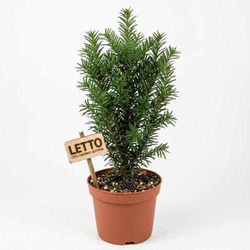 Тис ягодный Hedgeline 45/19 Taxus baccata Hedgeline (Н)