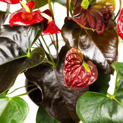 Антуриум Андре Anthurium andraeanum Coral Champion 8+ 60/17 (Н)