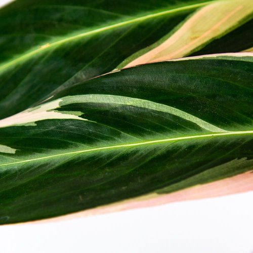 Калатея Триостар Calathea Triostar 50/14