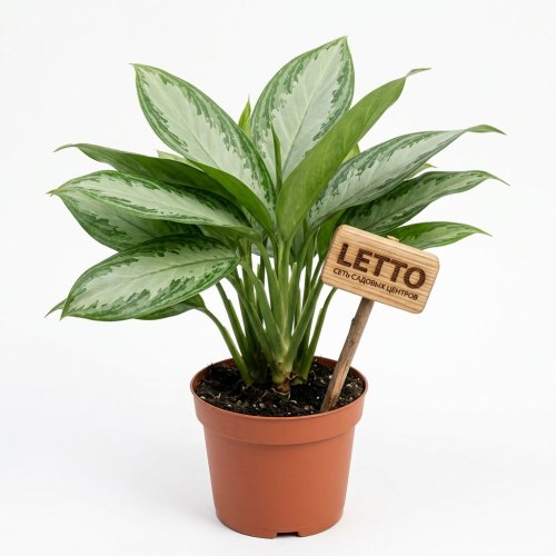 Аглаонема Aglaonema Ghost 40/13 (Н)