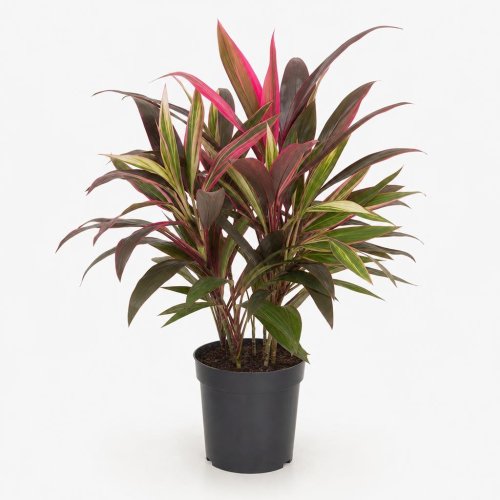 Кордилина кустарниковая Cordyline fruticosa микс р13