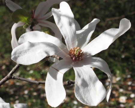 Магнолия Лебнера Мерилл - Magnolia loebneri Merrill 125-150 10л. budds (Н) 