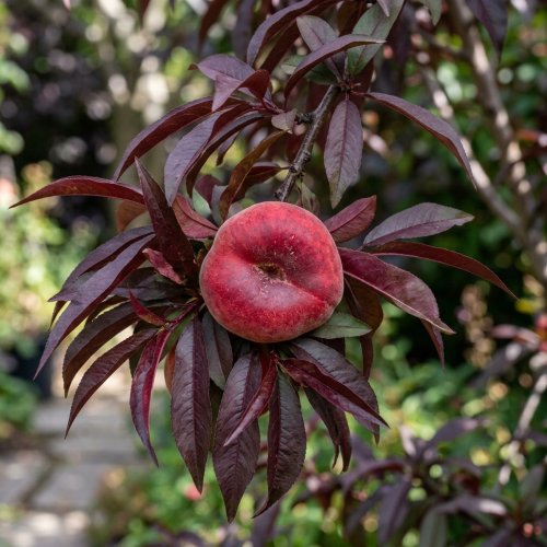 Персик карликовый Crimson Bonfire чаша с30 60/80 Prunus persica Crimson Bonfire (И)