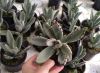 Каланхоэ войлочное Kalanchoe tomentosa р11