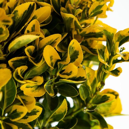 Бересклет японский 1/2 ШТАМБ Euonymus japonicus 1/2 Fusto с18 (И)