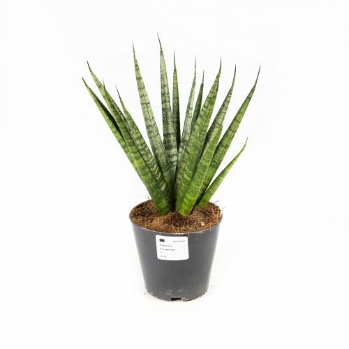 Сансевиерия Сэм Sansevieria Sem 30/12 (Н)