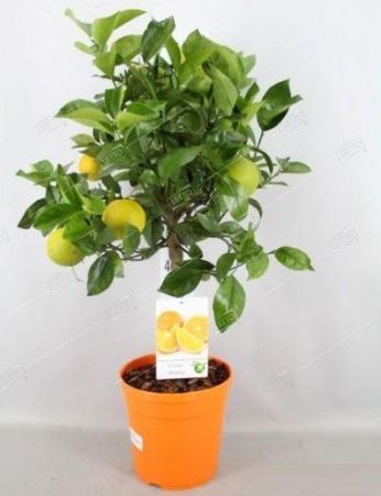 Цитрус лимон полуштамб Citrus limon 14л (И)