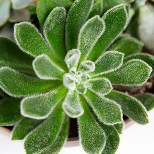 Суккулент Композиция микс Succulenten mix р27