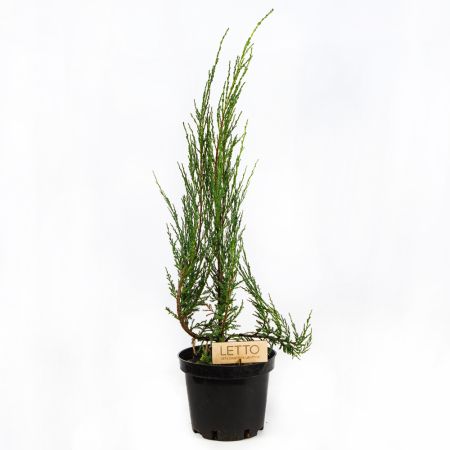 Можжевельник скальный Мунглоу Juniperus scopulorum Moonglow 3л
