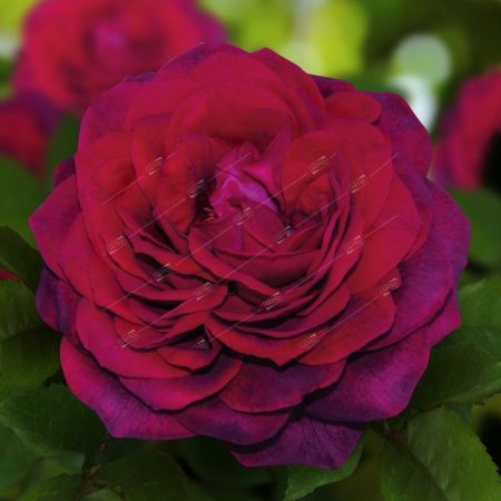 Роза шраб Ампир, коробка 1шт (двухлетка) Алтай