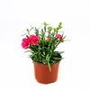 Гвоздика Sunflor р12