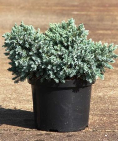 Можжевельник чешуйчатый Блю Стар 20/25 Juniperus squamata Blue Star 5л (Н)