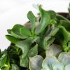 Суккулент Композиция микс Succulenten mix р27