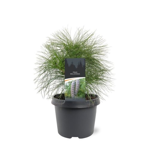 Сосна гималайская Pinus Wallichiana 35/19 (Н)