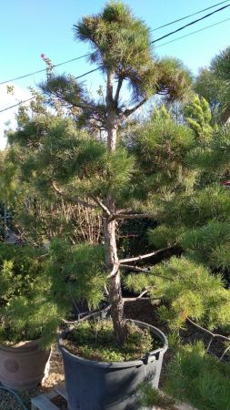 Сосна обыкновенная бонсай 250/300 Pinus sylvestris 150л (КБ)