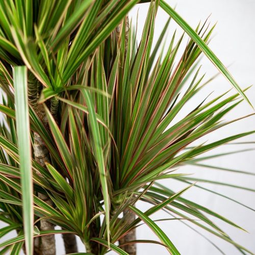 Драцена Биколор карусель Dracaena Bicolor 120-carrousel 190/34 (Н)