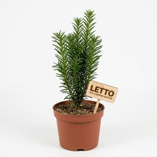 Тис средний Taxus media Hicksii с2 15/45