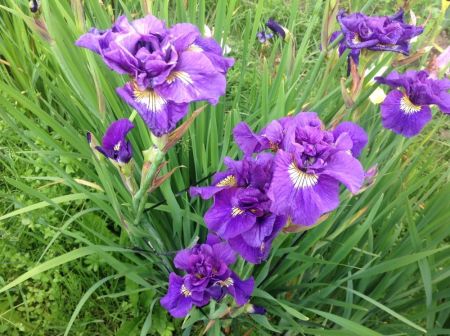 Ирис Сибирский Пурплишиоз Iris sibirica Purplelicious I 1шт.,капер,Колорлайн