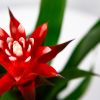 Гузмания Хоуп Guzmania Hope 45/13 (Н)