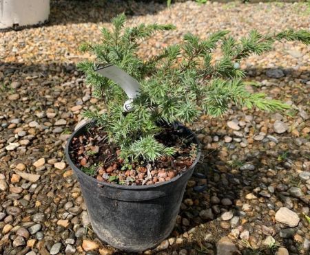 Можжевельник прибрежный Шлягер Juniperus conferta Schlager 2л (Н)