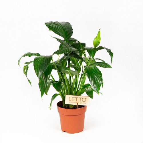 Спатифиллум Пико Купидо Spathiphyllum Pico Cupido 50/13 (Н)