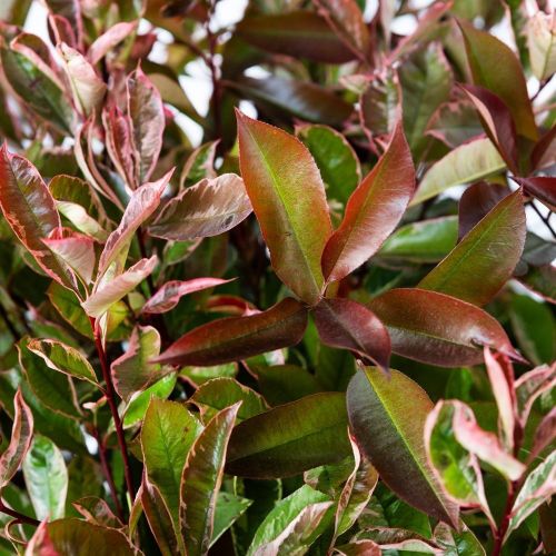 Фотиния Фразера ШАР 80/100 с45 80/100 Photinia Fraseri Pink Marble  PALLA (И)