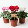 Цикламен персидский микс Cyclamen persicum mix р15