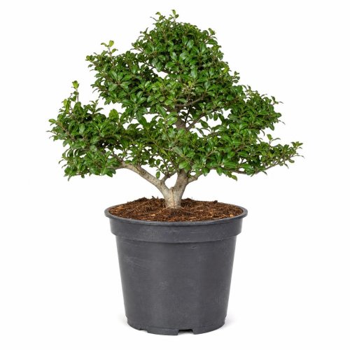 Падуб городчатый БОНСАЙ Чаша с70 140/160 Ilex crenata Kinme BONSAI (И)