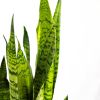 Сансевиерия зейланика Sansevieria zeylanica 60/17
