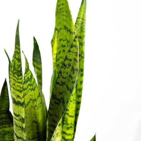 Сансевиерия зейланика Sansevieria zeylanica 60/17