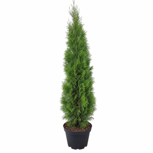 Туя западная Thuja occidentalis Columna ЗКС 140/160